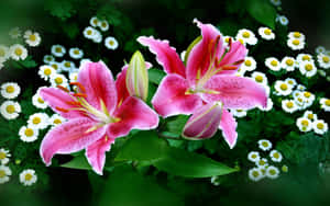在茂盛綠色花園環境中的粉紅色百合花和白色雛菊。 — 粉紅 壁紙
