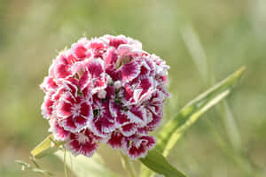 花園中粉紅色和白色流蘇康乃馨的特寫。 — 可愛粉紅 壁紙