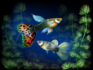 兩條色彩繽紛的孔雀魚在深藍色水族箱中的綠色植物間游動。 — 水下 壁紙