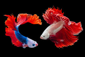 兩條色彩繽紛的鬥魚，擁有流動的魚鰭，在黑色背景下游動。 — MacBook 壁紙