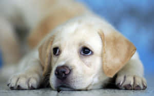 一隻淺黃色拉布拉多幼犬躺著，大眼睛和爪子清晰可見。 — 金毛尋回犬 BB GIF 壁紙