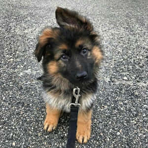 一隻毛色黑褐相間的德國牧羊犬幼犬坐在瀝青路上，戴著黑色狗繩。