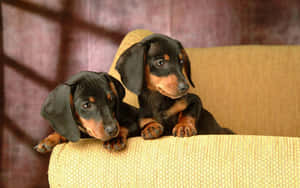 dachshund