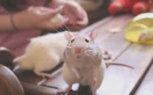 一隻白色寵物老鼠站在木桌上，看著相機。 — 動物 壁紙