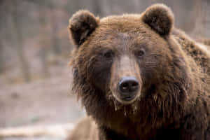 一隻在冬季森林中口鼻上有冰滴的棕熊。