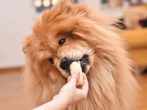 毛茸茸的金色鬆獅犬在室內從人類手中吃香蕉