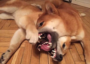 兩隻柴犬在木地板上張開嘴巴玩耍扭打。 — 時鐘 壁紙