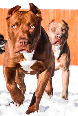 兩隻啡白色嘅比特犬喺木籬笆附近嘅雪中奔跑。 — 雪 壁紙