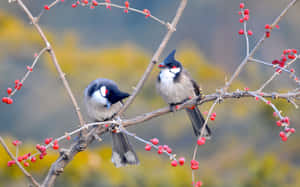 秋天，兩隻紅耳鵯在結滿漿果的樹枝上。 — 2880x1800 壁紙