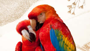 兩隻色彩繽紛的金剛鸚鵡緊緊依偎，鳥喙相觸 — 動物 壁紙