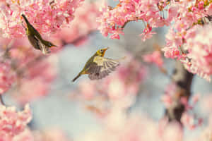 春天，兩隻鳥兒飛過粉紅色的櫻花。 — MacBook 壁紙