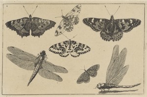 兩隻蜻蜓與五隻蝴蝶，Wenceslaus Hollar 創作，1644 至 1652 年，紙上蝕刻。下載此藝術作品作為桌面、平板或手機的高解像度 wallpaper。