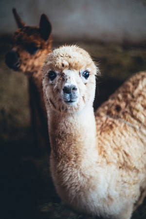 一隻毛茸茸淺棕色羊駝，深色眼睛看著鏡頭。