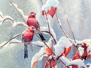 兩隻紅鳥在積雪的樹枝上，飄雪和紅葉。 — 冬日美學 壁紙
