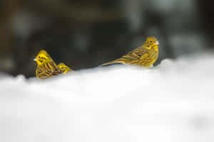 雪中的兩隻黃鳥 — 黃色美學 壁紙