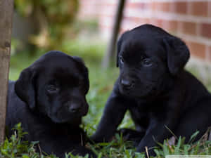 兩隻黑色幼犬坐在磚牆附近的草地上