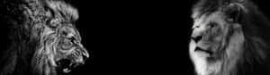 兩頭獅子在黑白照片中互相凝視。 — 獅子王 GIF 壁紙