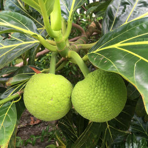 兩個綠色麵包果生長在一棵熱帶樹上，葉子很大。 — 植物 壁紙