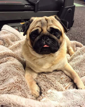八哥犬圖片 — 八哥犬 壁紙