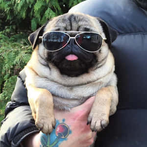 八哥犬圖片 — 八哥犬 壁紙