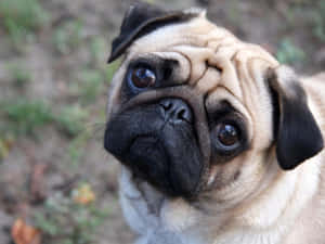 八哥犬圖片 — 八哥犬 壁紙