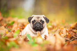 八哥犬相片 — 八哥犬 壁紙