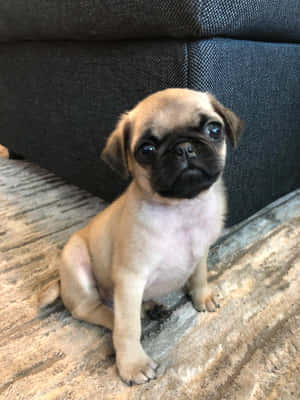 八哥相片 — 八哥犬 壁紙