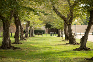 一條寧靜的林蔭小徑穿過草地公園，陽光斑駁。