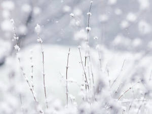 被雪覆蓋的草莖在一個安靜的冬季場景中，雪花飄落。