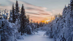 夕陽下的雪森林小徑，常青樹被雪覆蓋