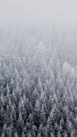 白雪覆蓋的松樹林被迷濛灰色霧氣籠罩的俯瞰景象。