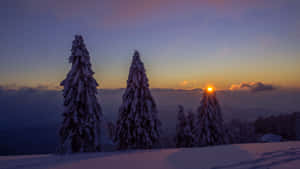 日落時分的雪松，背景有山脈