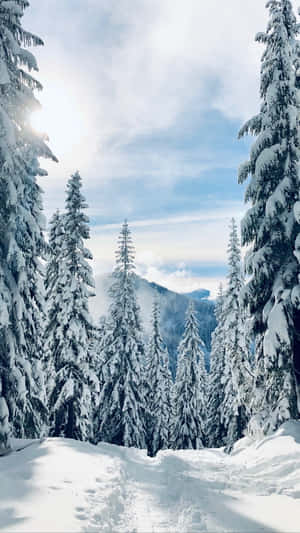 積雪森林小徑被高大的松樹環繞，在明亮的陽光下。