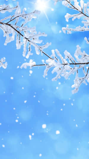 結霜的樹枝映襯著明亮的藍天和飄落的雪。