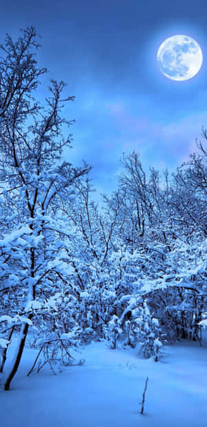 夜晚明亮的滿月下積雪的森林