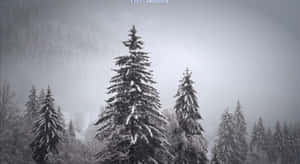 霧氣瀰漫的冬日森林中白雪覆蓋的松樹。