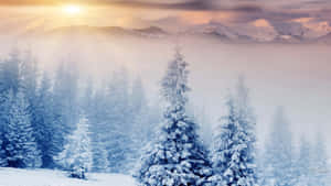 日出時分，霧氣瀰漫的山谷中白雪覆蓋的松樹。 — 冬天桌面 壁紙