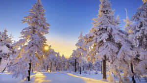 在寂靜的冬日森林中，白雪覆蓋的松樹沐浴在金黃色的日出光芒中。