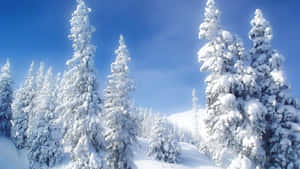 晴朗藍天下，明亮的冬季森林中白雪覆蓋的松樹。 — 雪景美學 壁紙