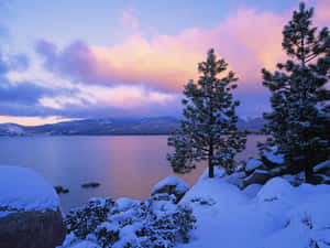 積雪的松樹在暮色中襯托著寧靜的湖泊，天空呈現紫色和粉紅色。