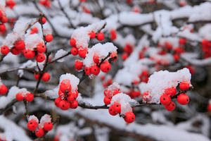冬天裡覆蓋著雪的樹枝上掛著鮮紅的漿果。 — 冬日美學 壁紙