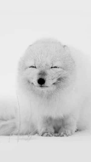 一隻閉著眼睛的白北極狐坐在雪中