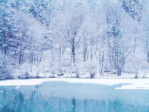 寧靜冬日森林中積雪的樹木和結冰的湖泊。