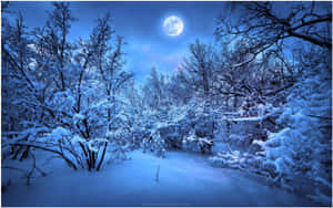 夜晚明亮的滿月下的雪森林。