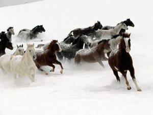 馬群在雪地奔跑揚起雪花。 — 馬 壁紙