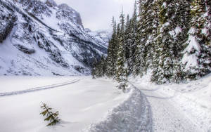 穿過常綠森林的雪徑，通往雪山。 — 冬季 壁紙