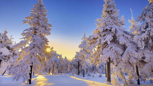 積雪的松樹沐浴在金色日出光中，位於寧靜的冬季森林。