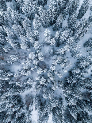 從上方看到的冬季森林中積雪的松樹。