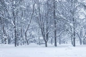 白雪覆蓋的樹木和涼亭的冬季森林場景。
