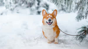 一隻快樂的哥基犬坐在雪中，附近有松樹枝。 — 肖像 壁紙